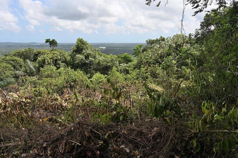 Forêt guyanaise, près de Kourou