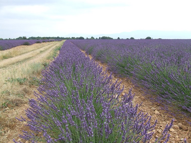 Plateau de Valensole